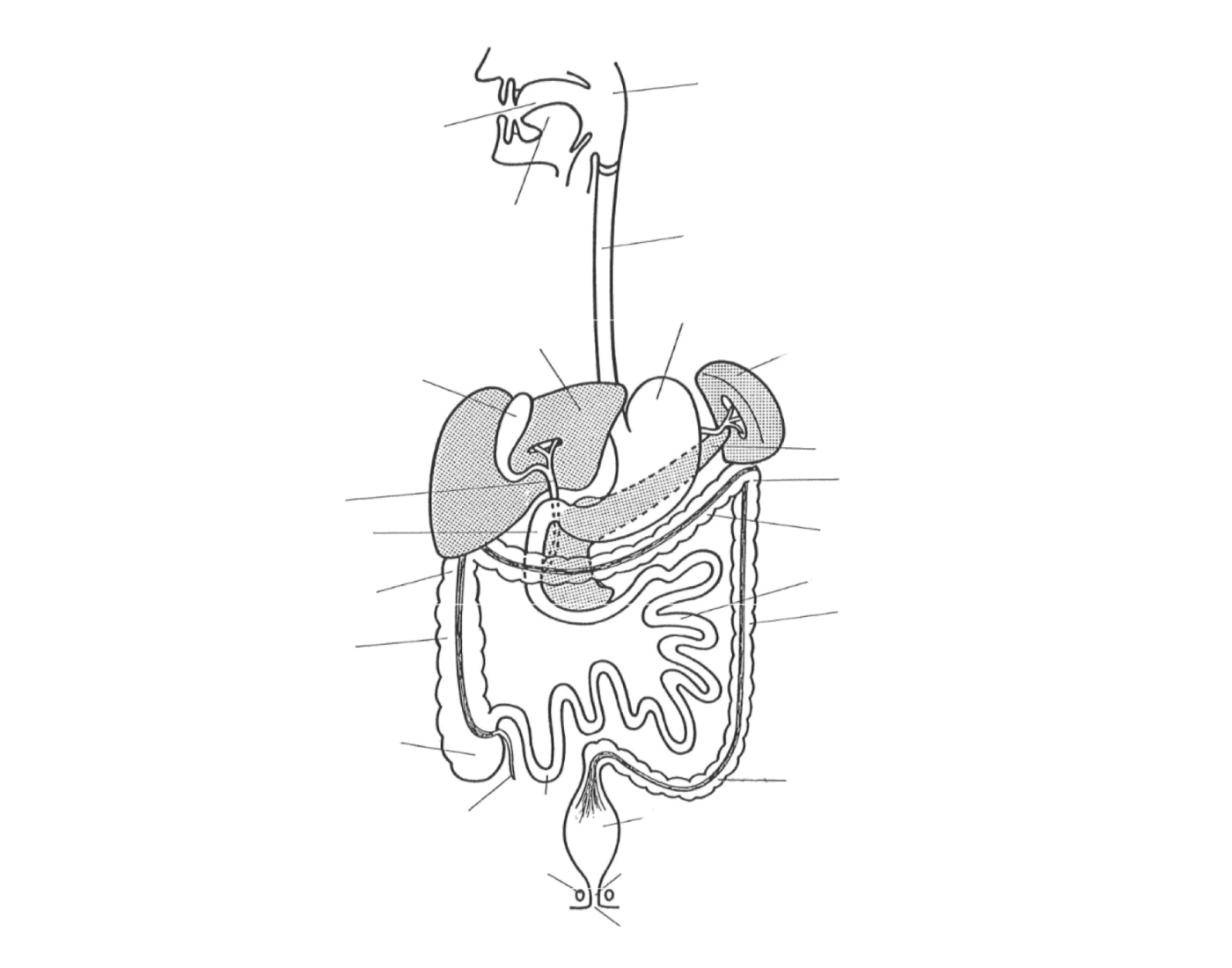 Anatomie De L appareil Digestif Quiz anatomie-de-l-appareil-digestif-quiz