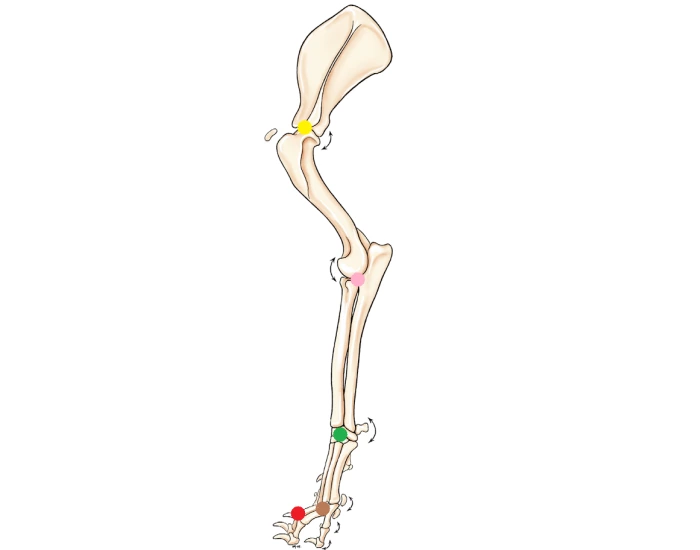 Forelimb Varus Regions of the forelimb Quiz