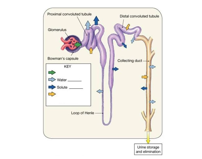 Nephron Function Quiz