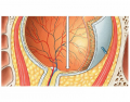 Posterior Anatomy of the Eye