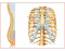 Spine and Thorax
