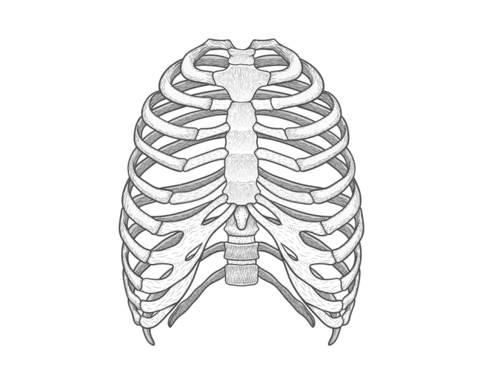 rib cage labelling Quiz