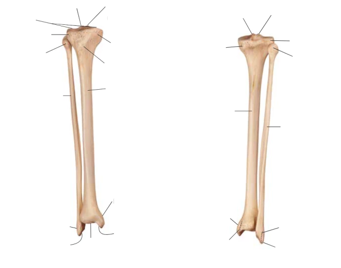 Fibia & Tibia (latin) Quiz