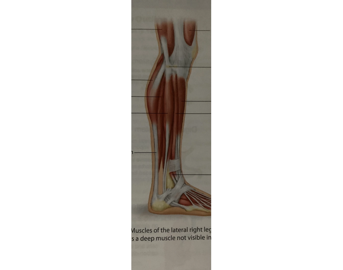 Muscles Of Lateral Right Leg Quiz