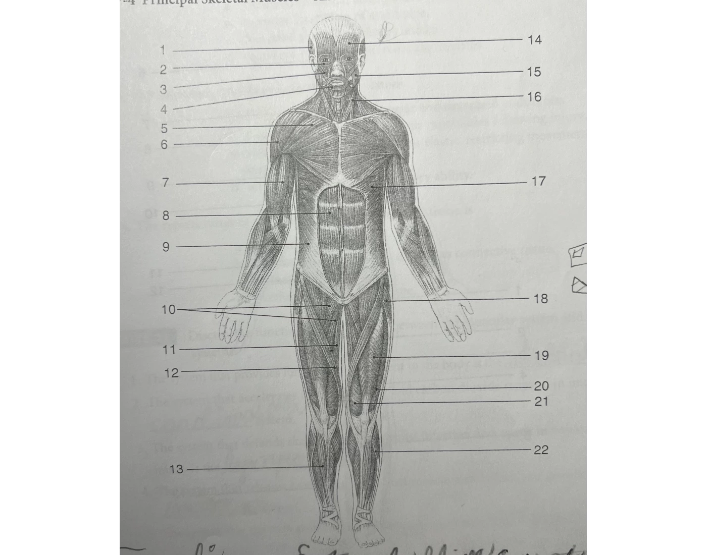 Principal Skeletal Muscles - Anterior View Quiz