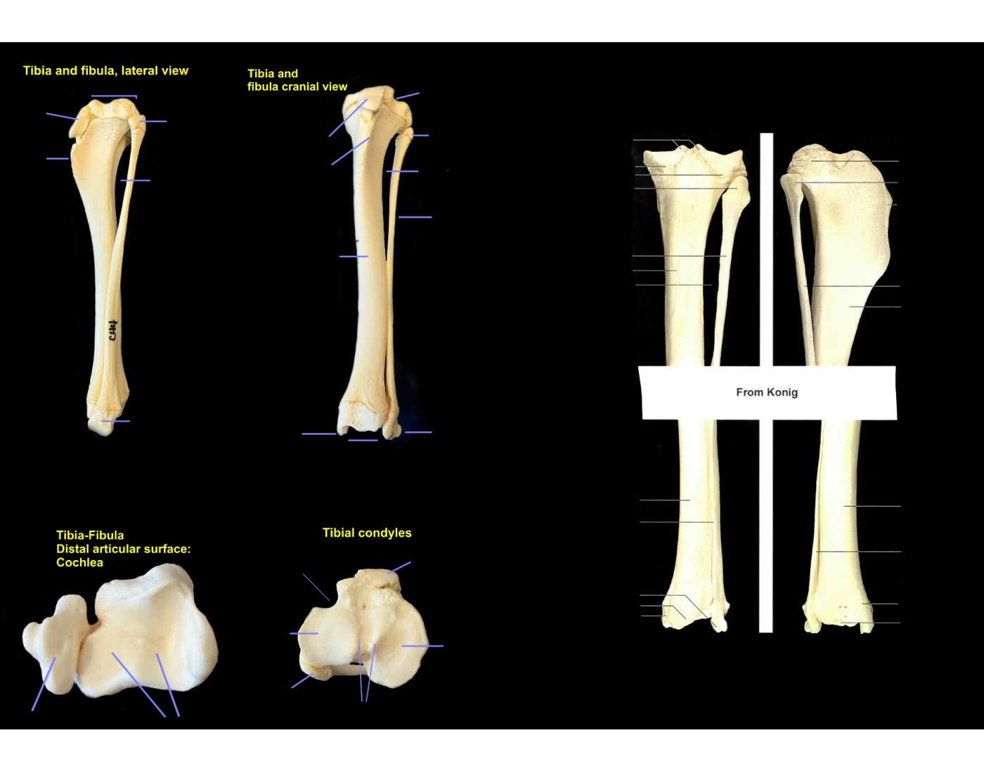 Canine Tibia and Fibula Osteology Quiz