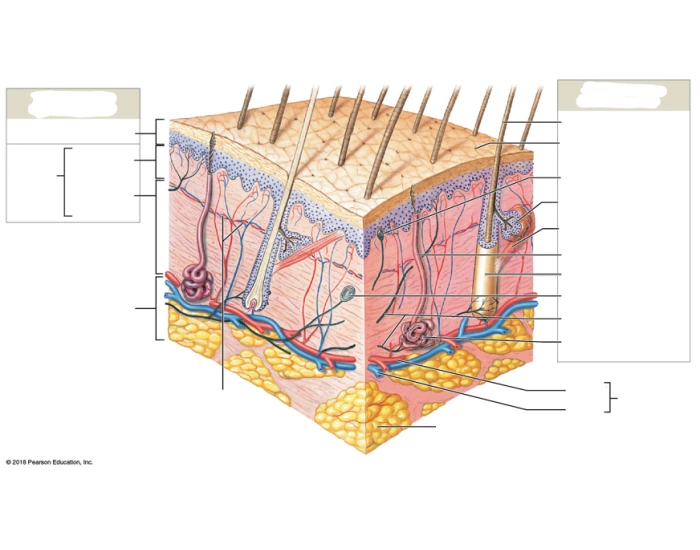 Integumentary System Quiz Integumentary System Quiz