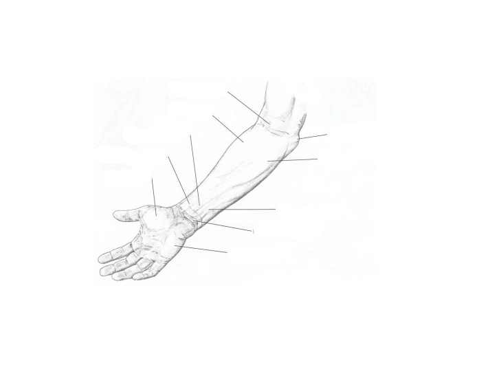 Normal Arm Position Anterion arm normal view Quiz