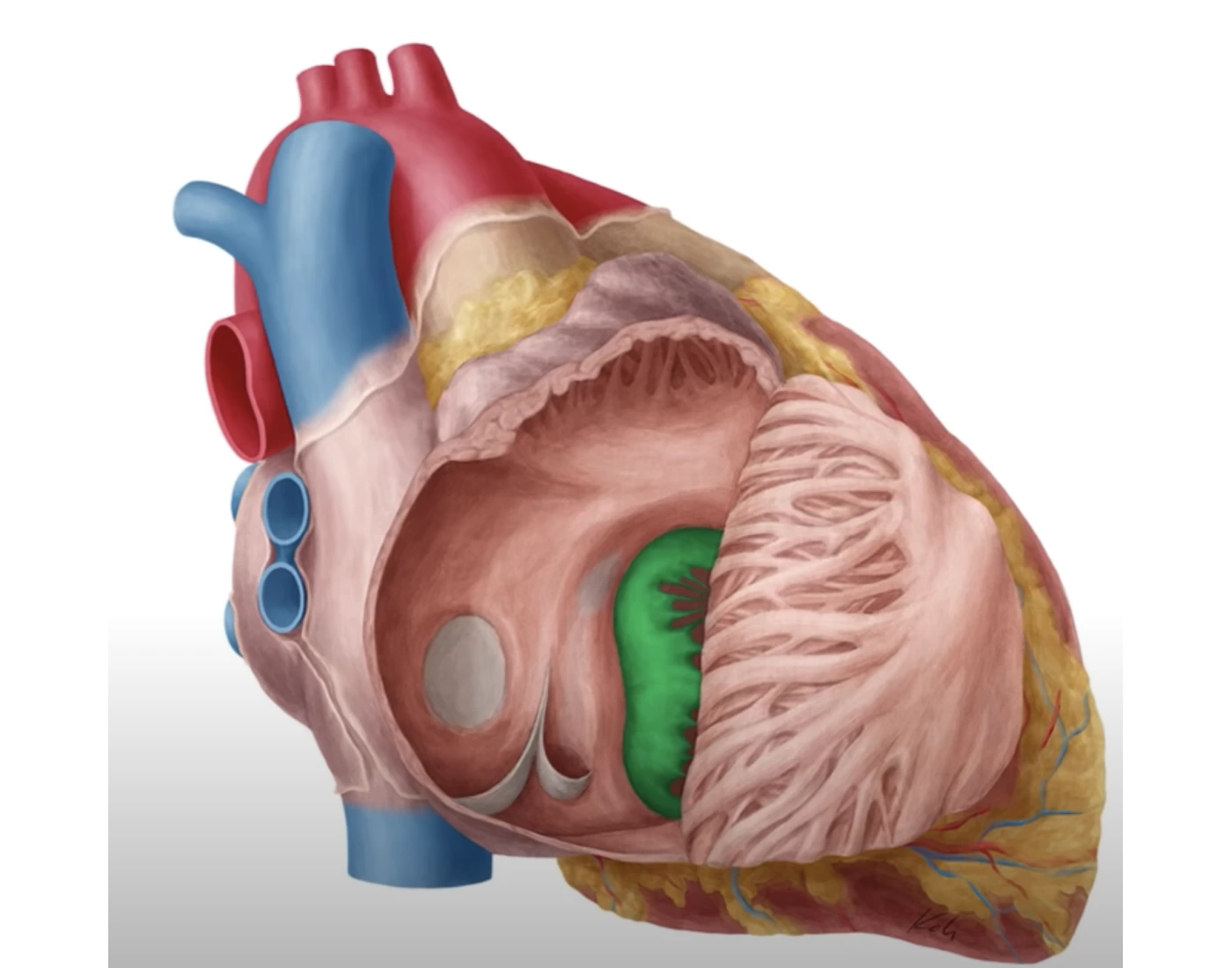 Atrium Skeleton Right Atrium Anatomy — Printable Worksheet