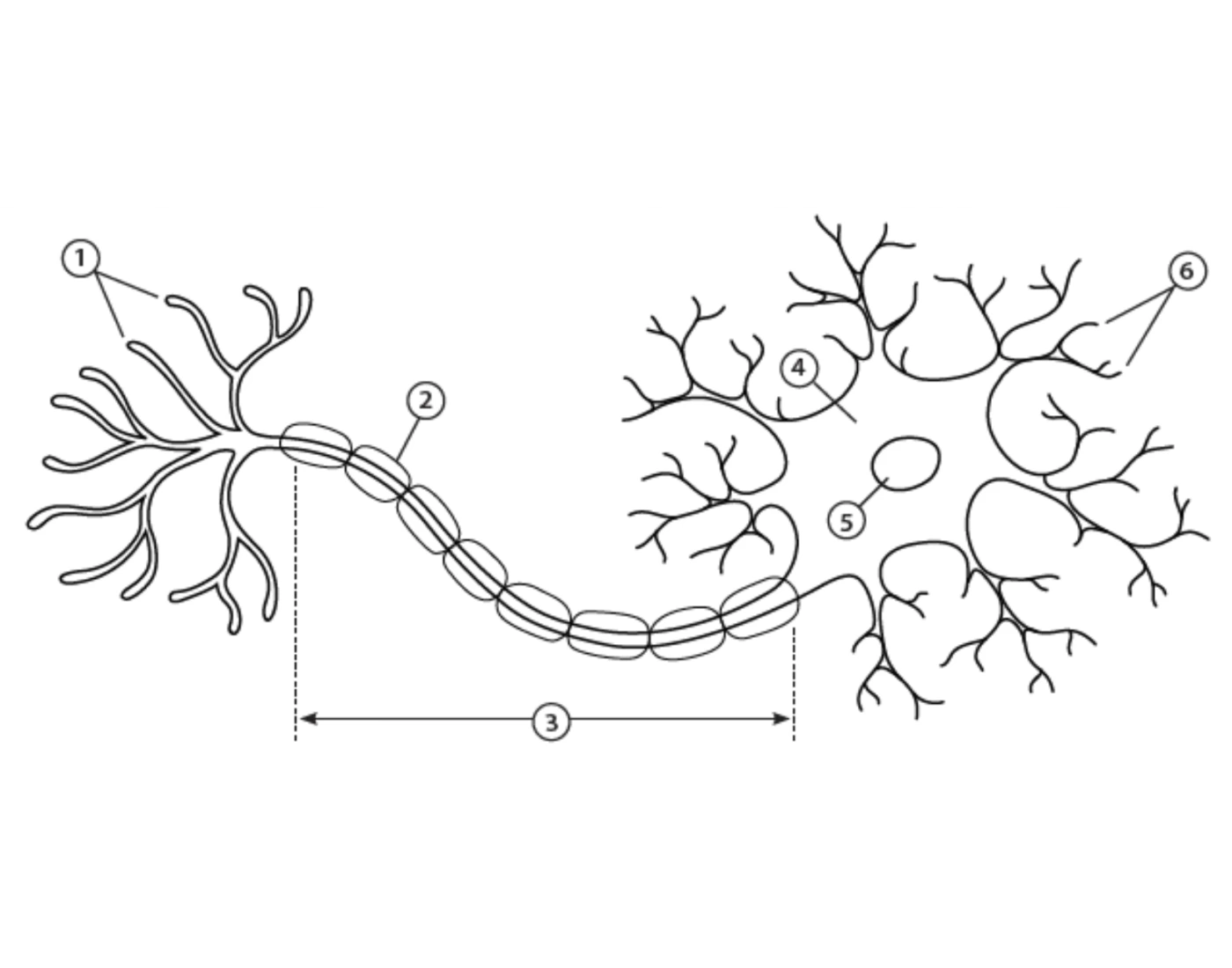 Neuron Anatomy Activity Quiz