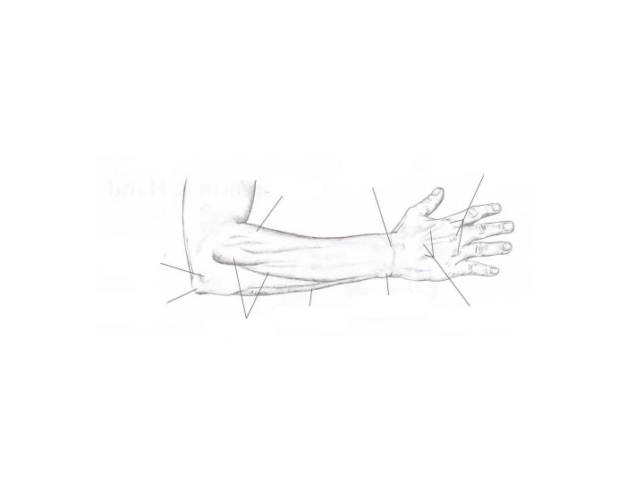 Normal Arm Position Lateral arm normal view Quiz