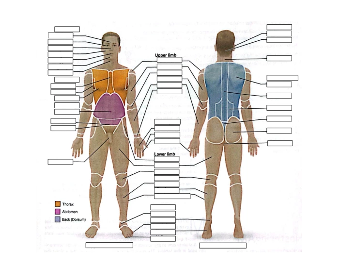 Bottom Region Names body regions anatomical names Quiz