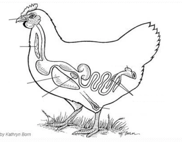 Chicken Lymphatic System bird lymphatic system Quiz