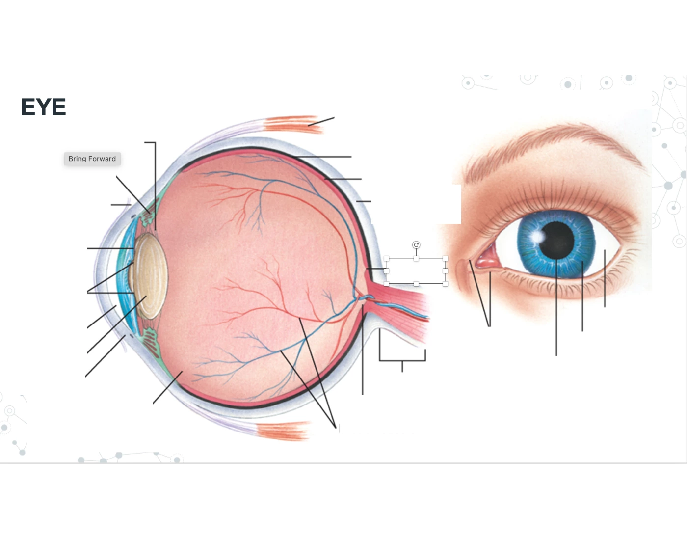 Eye Labeling (1) Quiz