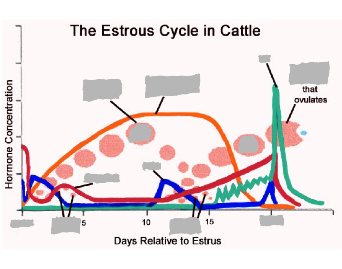 Cow Estrous Cycle Quiz cow-estrous-cycle-quiz