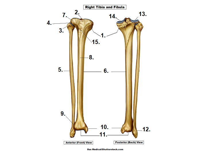 Label the Fibula and Tibia — Printable Worksheet
