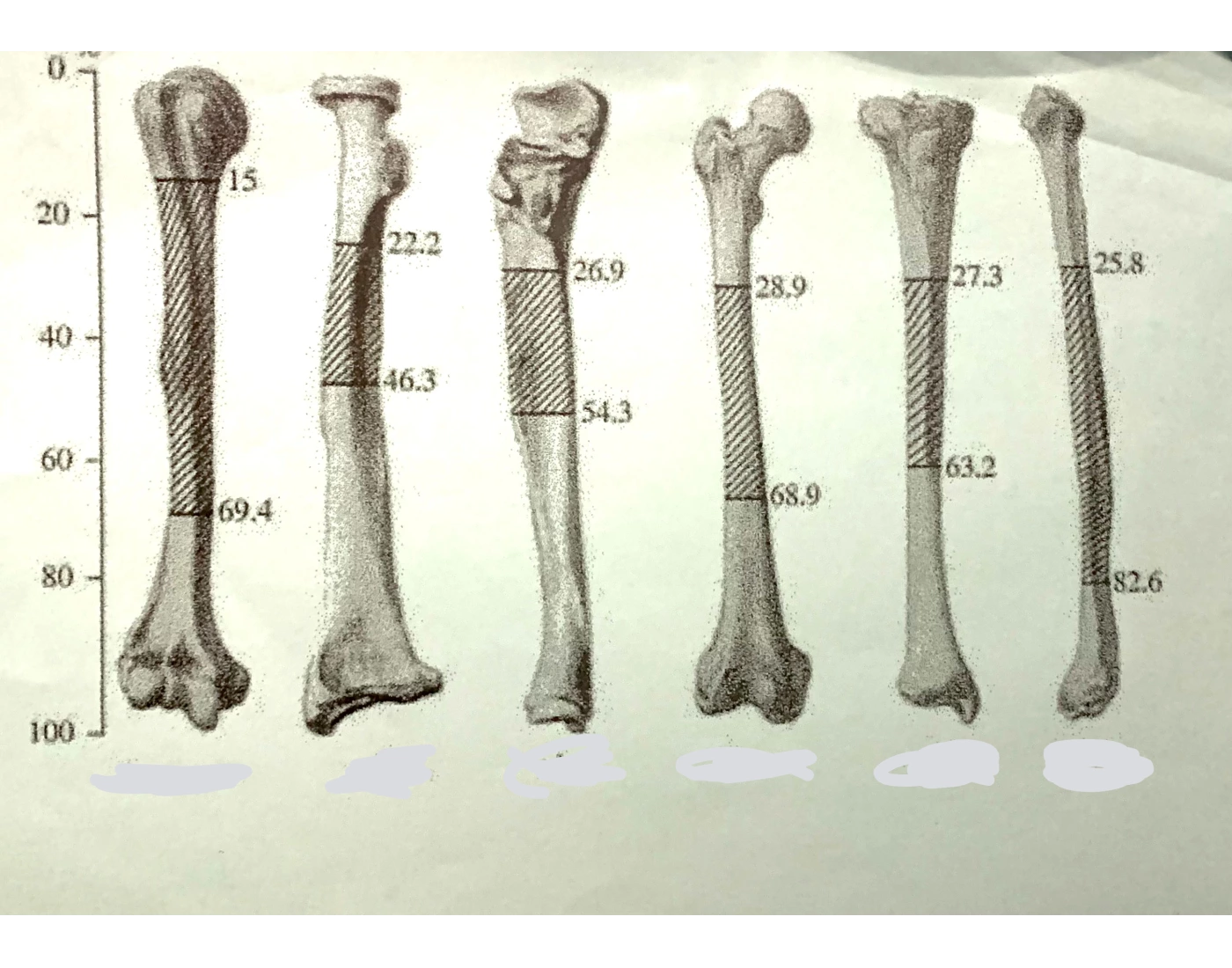 The Long Bones Identification Quiz