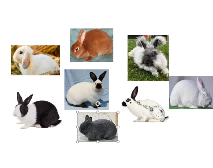 Rabbit Breeds Quiz