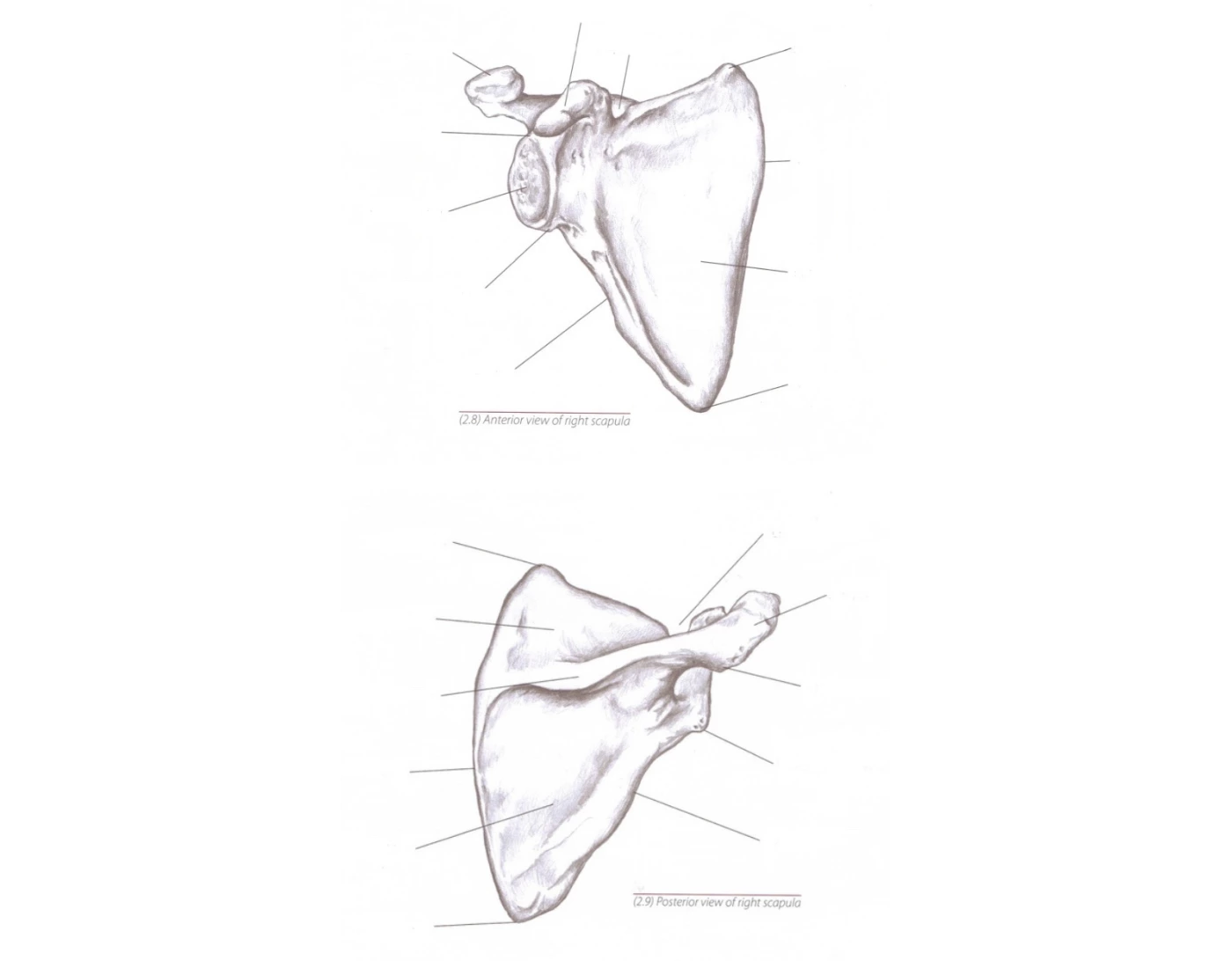 SCAPULA Anterior Posterior Surface Anatomy Quiz Scapula anterior posterior surface anatomy quiz