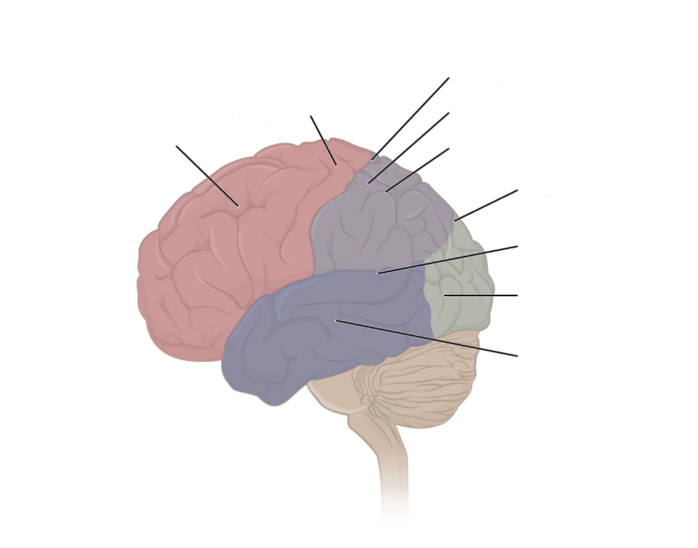 Gyrus Sulcus Printable Worksheet