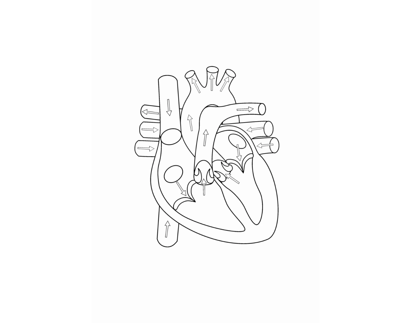 Blood Flow Through The Heart Quiz blood-flow-through-the-heart-quiz