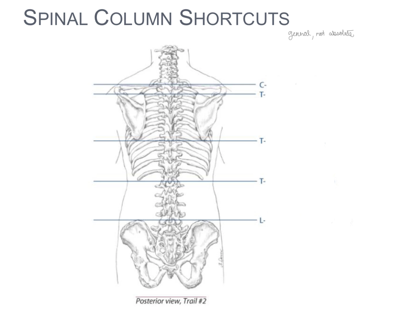 Spinal Column Point Spinal Column Shortcuts - Surface Anatomy Quiz