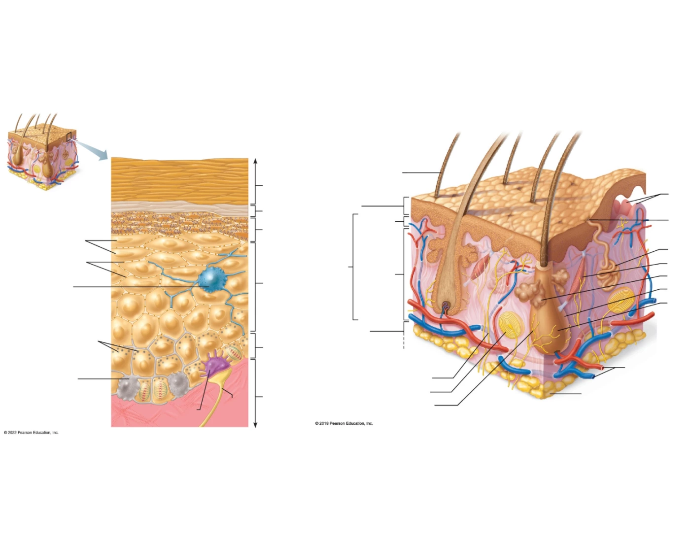 structure / appendages of skin Quiz Biology Diagrams