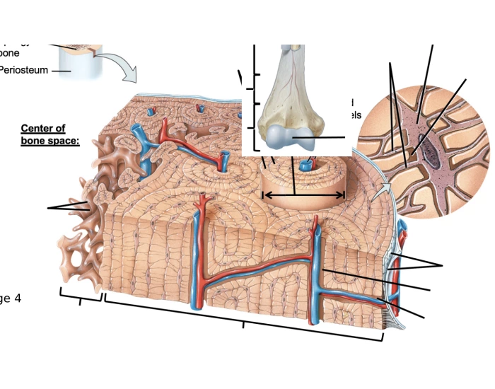 Bone labeling Quiz