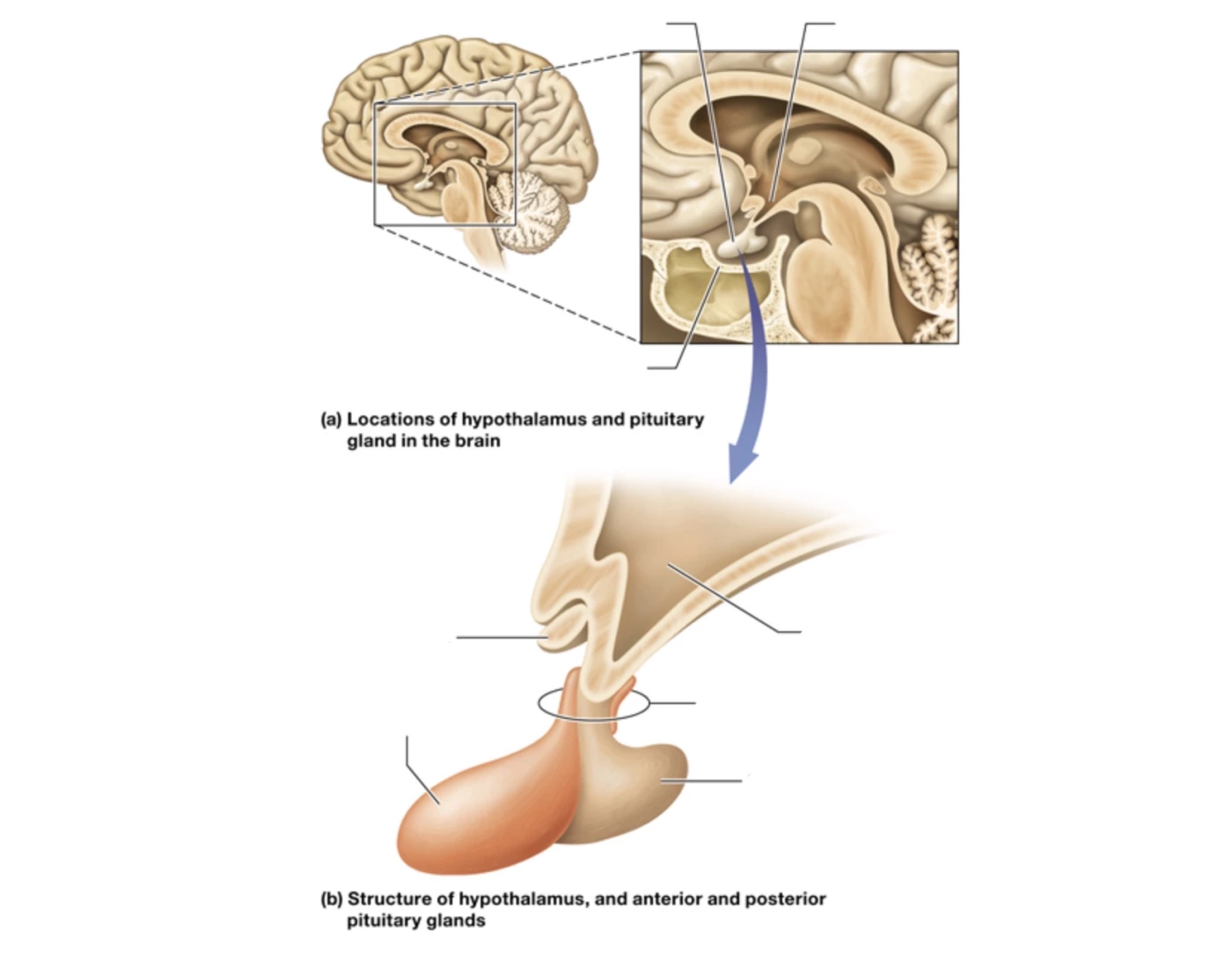 Hypothalamus Example Hypothalamus structure & Pituitary gland Quiz