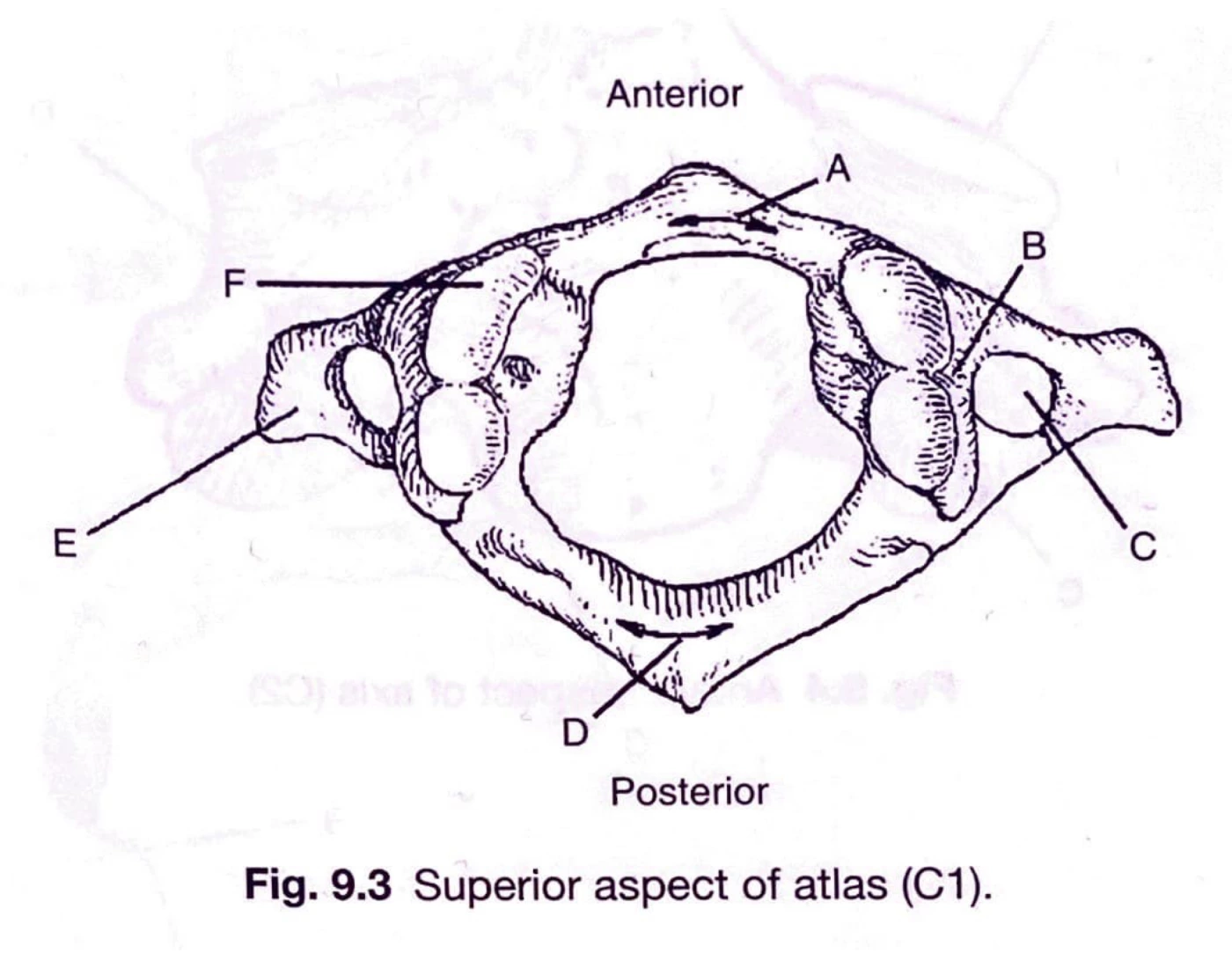 Vertebral Column, Superior Atlas (C1) Quiz