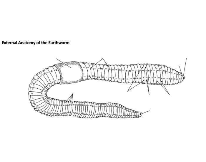 External Anatomy Of Earthworm Quiz External anatomy of earthworm quiz