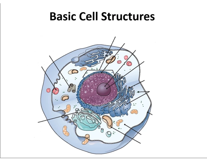Simple Cell Structure Gcse Basic Cell Structures Quiz