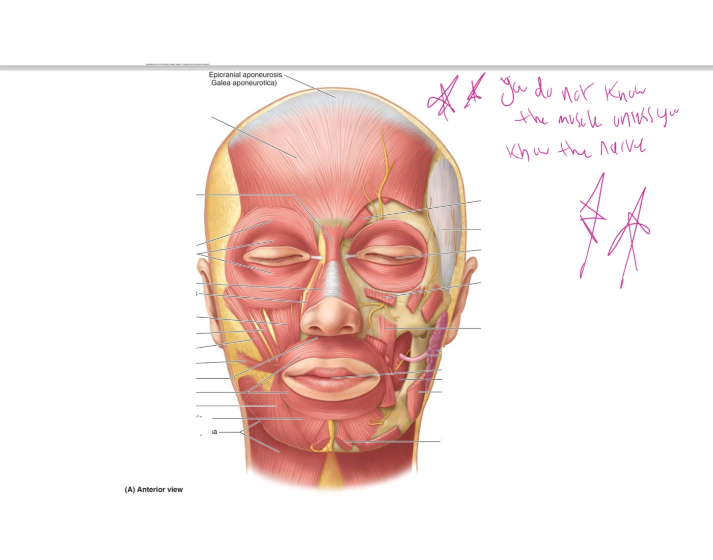 Anterior Muscles Of Face UMKC Quiz anterior-muscles-of-face-umkc-quiz