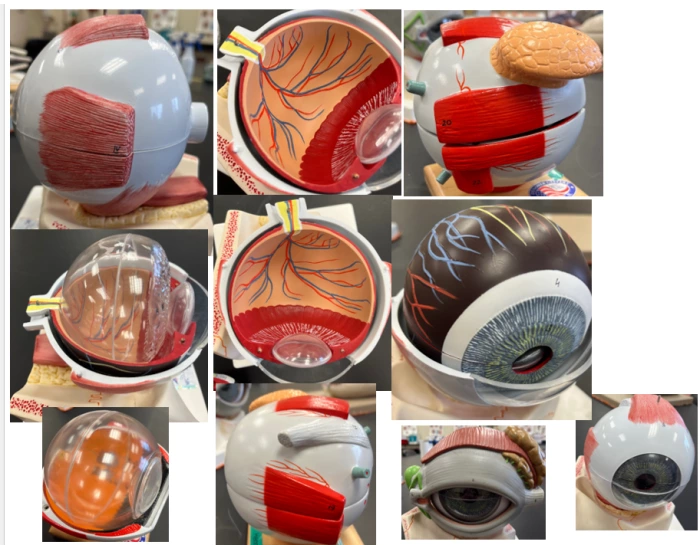 Eye Class Models BIO 253 - P1 - Eye Models Quiz