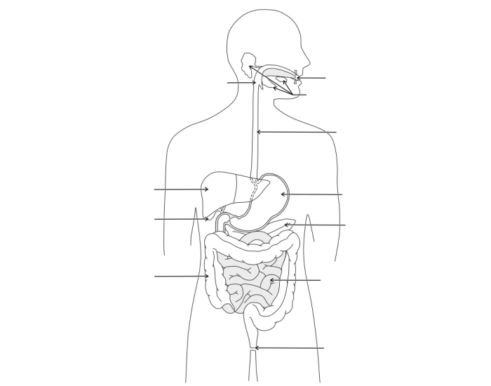 Digestive System - 7th Grade Quiz