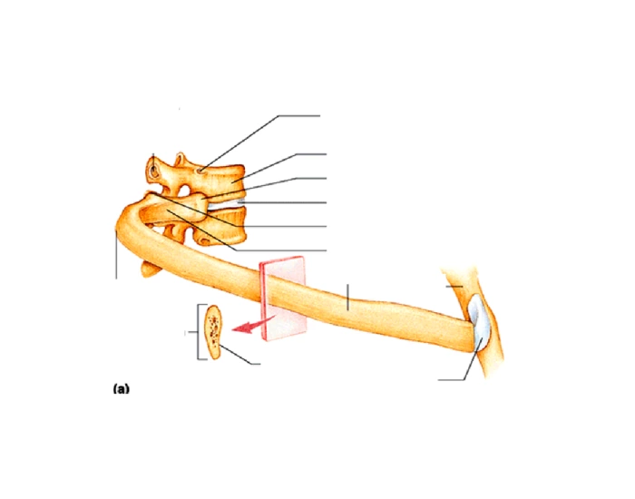Individual Ribs Labels Individual Rib labeling Quiz