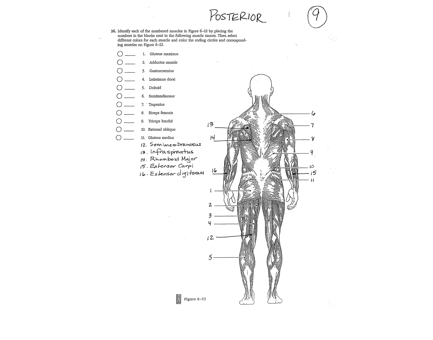 Muscle Diagram Back Quiz