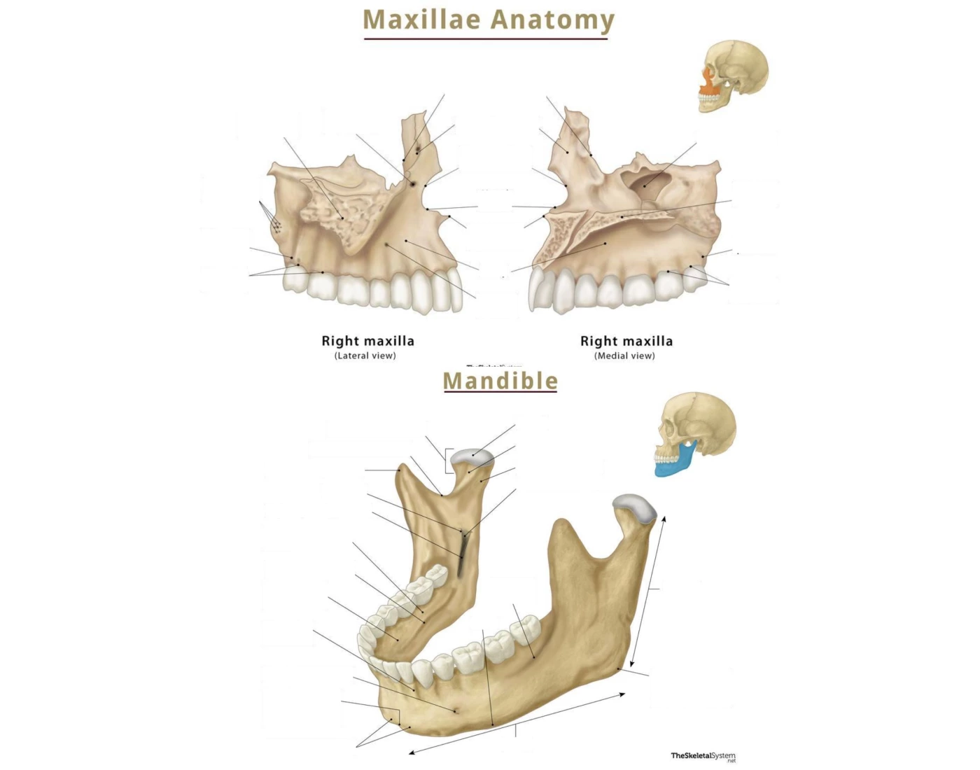 Maxilla & Mandible Quiz Biology Diagrams