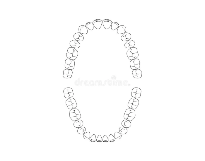 Permanent Teeth Eruption Sequence Quiz Permanent teeth eruption sequence quiz