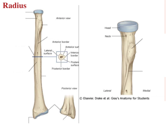 Radius - Surface Anatomy — Printable Worksheet