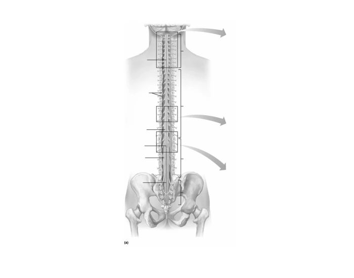 Gross Structure Of Spinal Cord Quiz Gross Structure Of Spinal Cord Quiz