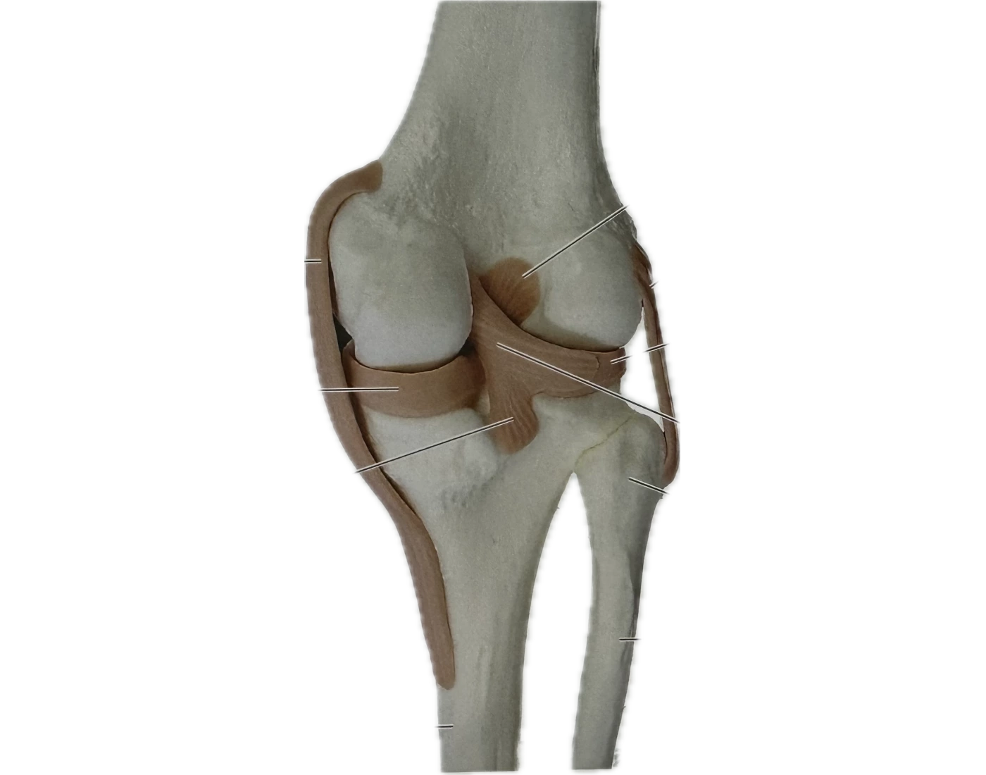 Knee Joint - RT Posterior — Printable Worksheet
