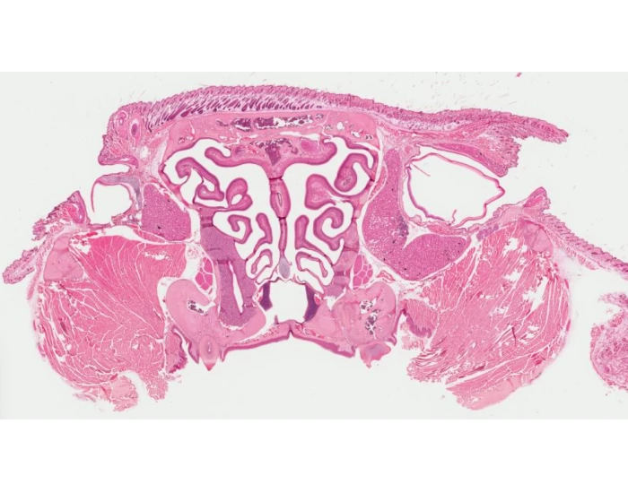 Respiratory Histology Turbinates Quiz respiratory-histology-turbinates-quiz