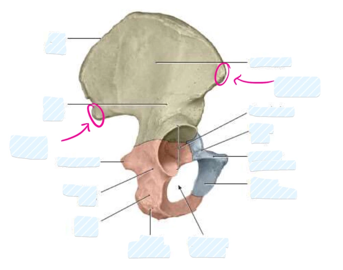 the pelvic girdle anatomy Quiz Biology Diagrams