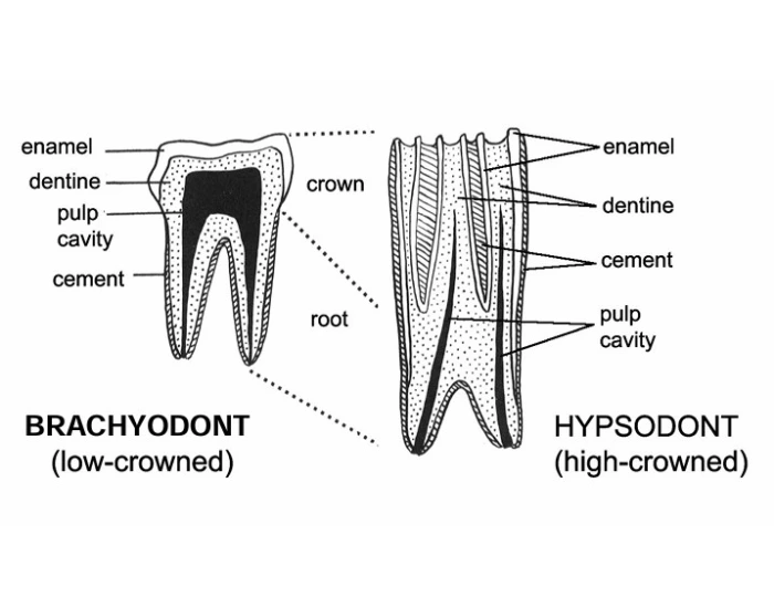High Tooth High & Low Crowned Teeth - Mammalogy Quiz