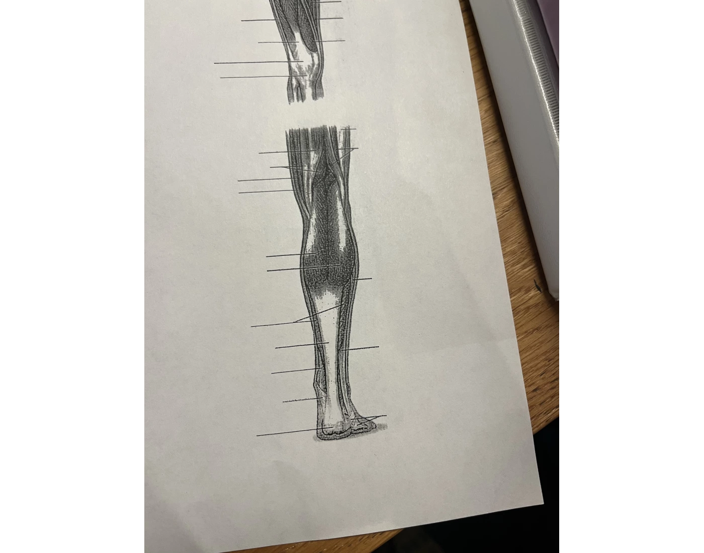 leg Quiz