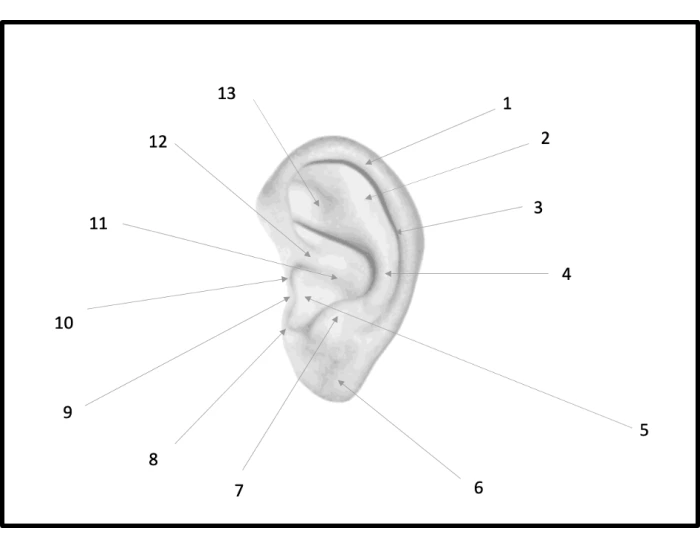 Label Pinna — Printable Worksheet