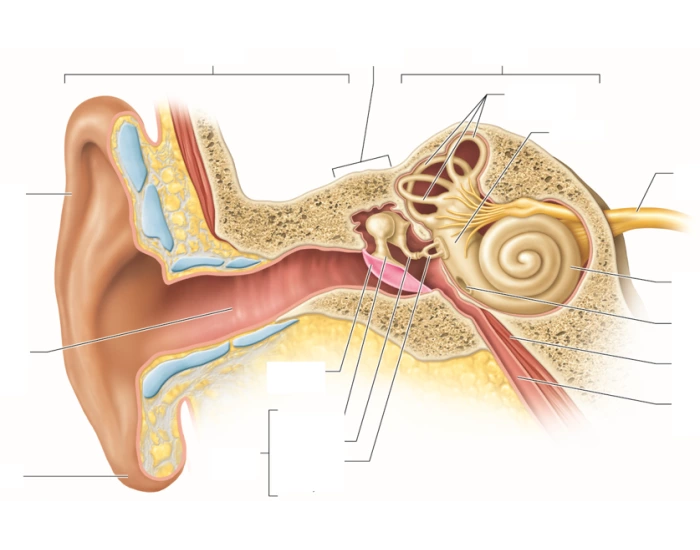 Anatomy of the Ear Labeling Game