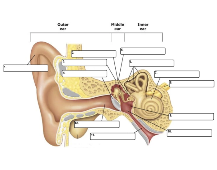 Basic Ear Shape Label Ear Basic Anatomy Quiz