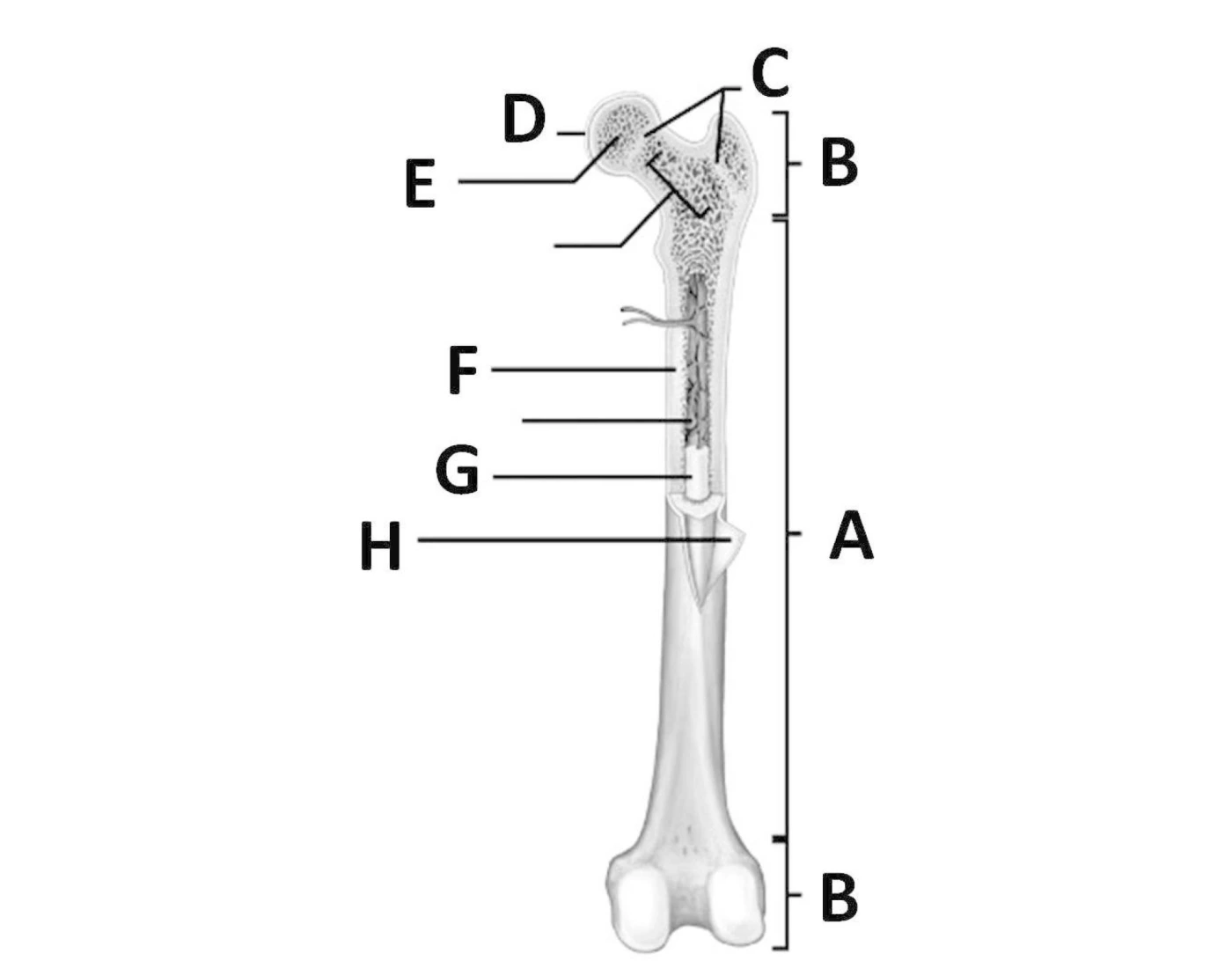 Long Bone Labeling Quiz long-bone-labeling-quiz